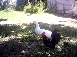 Our Duck. She started out on a farm with this chicken so I think he gets annoyed with her banter, but he endures. His name is Chocolate Her name Sack. 
