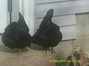 2 Mama hens flashing me. I could not get them to stand still and face me long enough to snap the shot.