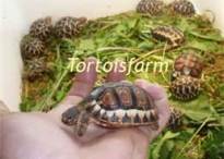 Tiniest Tortoise 