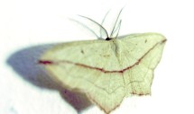 mothblogbrown-blog-bug-crawling