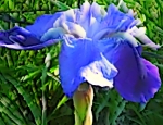 spring flower iris purple wordpress